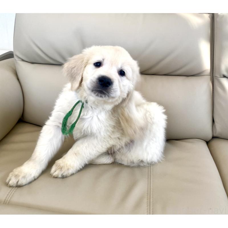 販売中の東京都のゴールデンレトリーバー-440376の34枚目