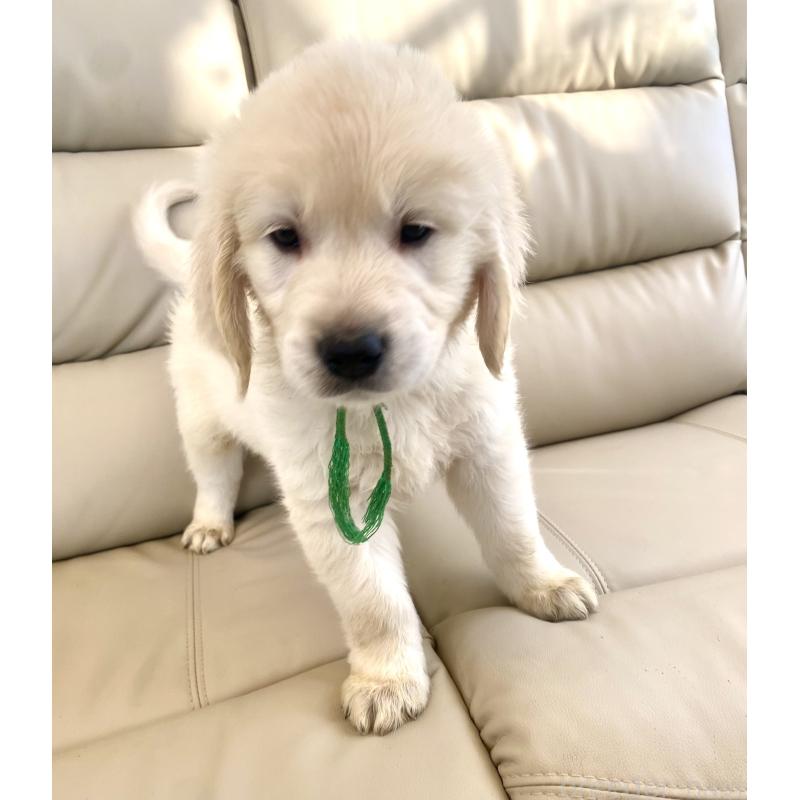 販売中の東京都のゴールデンレトリーバー-440376の33枚目