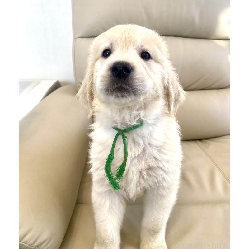 販売中の東京都のゴールデンレトリーバー-440376の32枚目