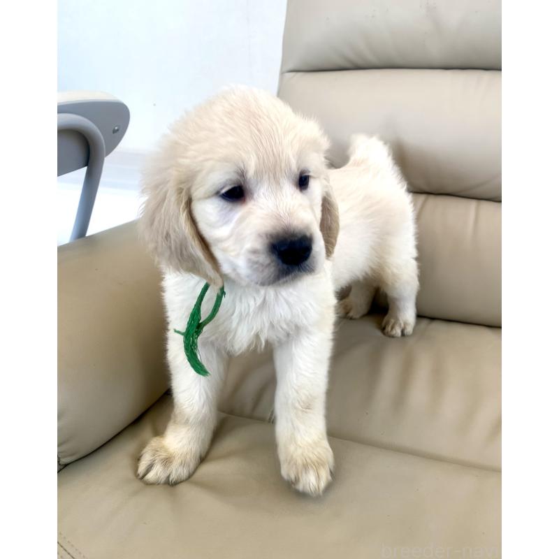 販売中の東京都のゴールデンレトリーバー-440376の31枚目