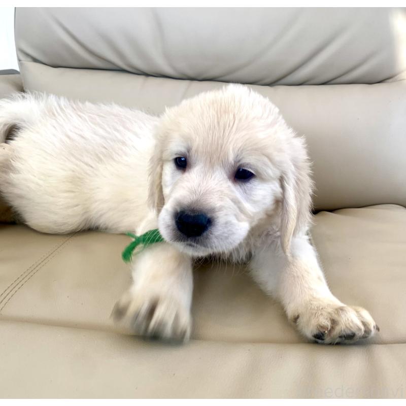 販売中の東京都のゴールデンレトリーバー-440376の30枚目