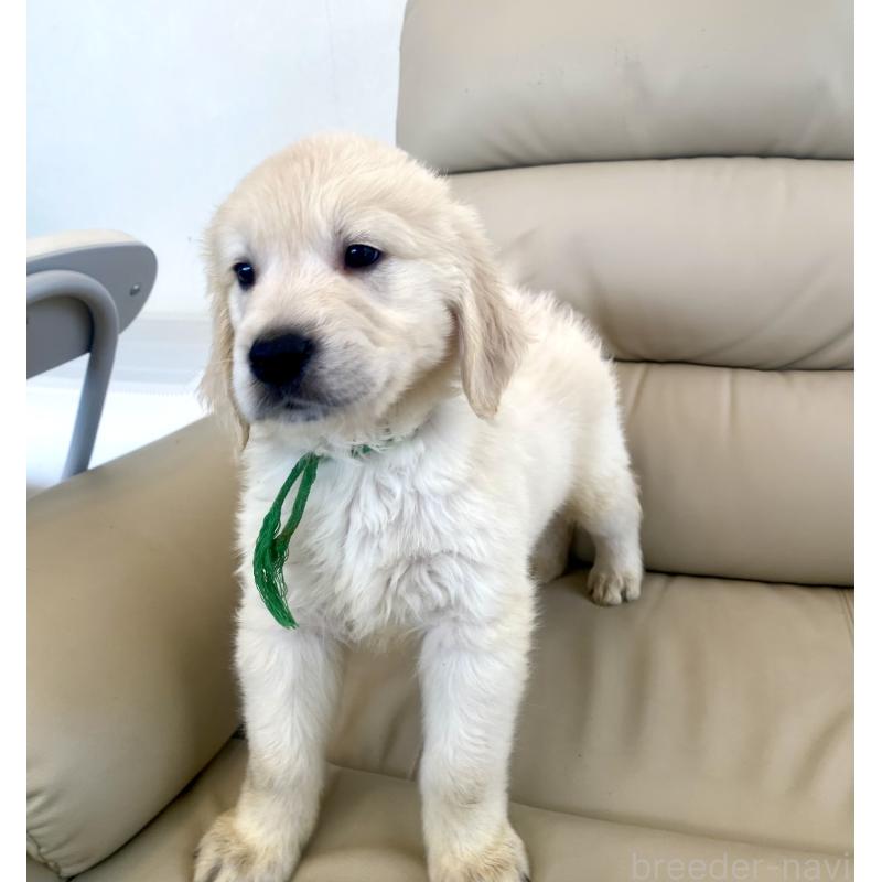 販売中の東京都のゴールデンレトリーバー-440376の29枚目