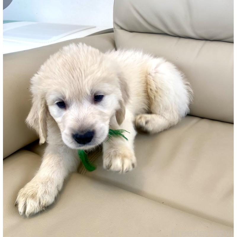 販売中の東京都のゴールデンレトリーバー-440376の28枚目