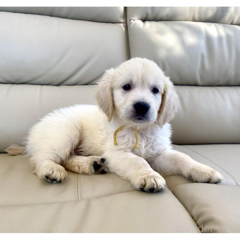 販売中の東京都のゴールデンレトリーバー-440373の33枚目