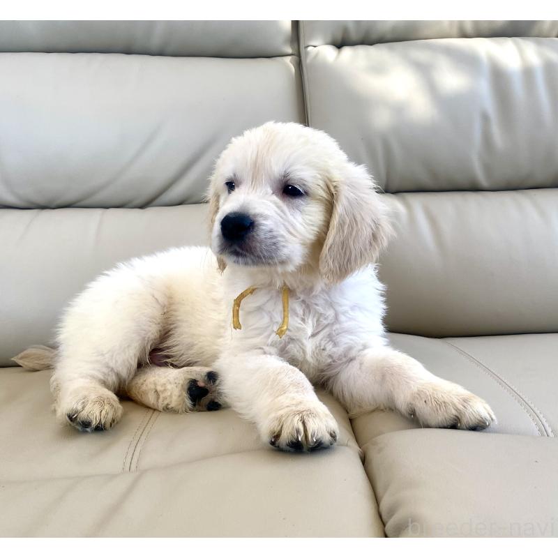 販売中の東京都のゴールデンレトリーバー-440373の29枚目