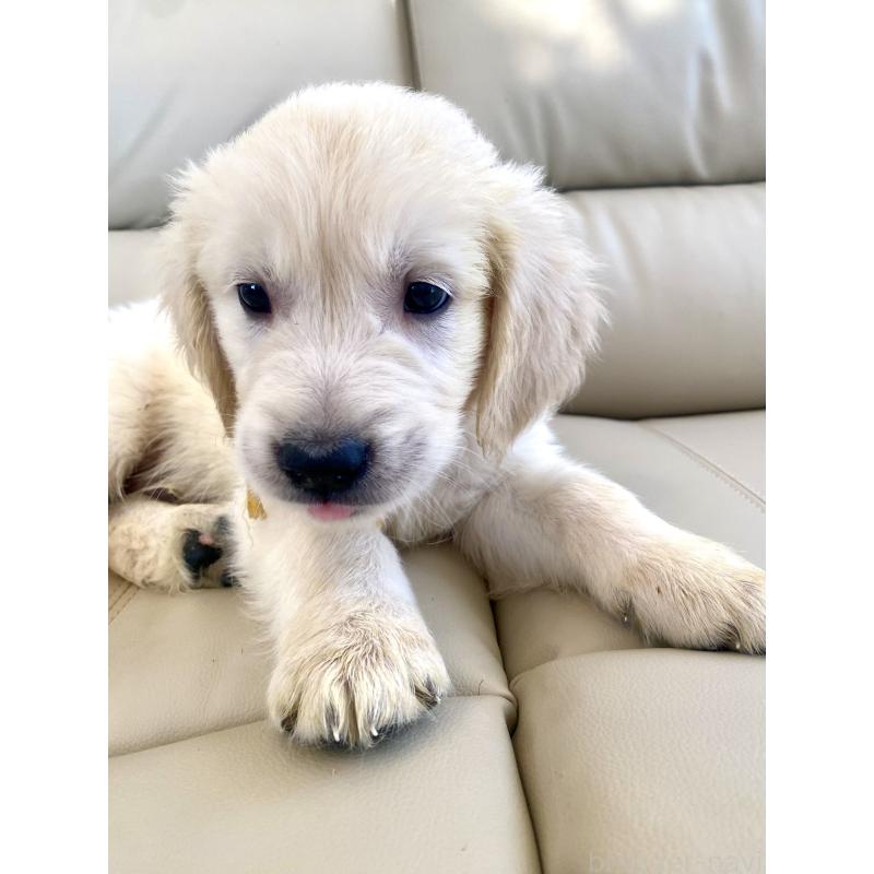 販売中の東京都のゴールデンレトリーバー-440373の28枚目