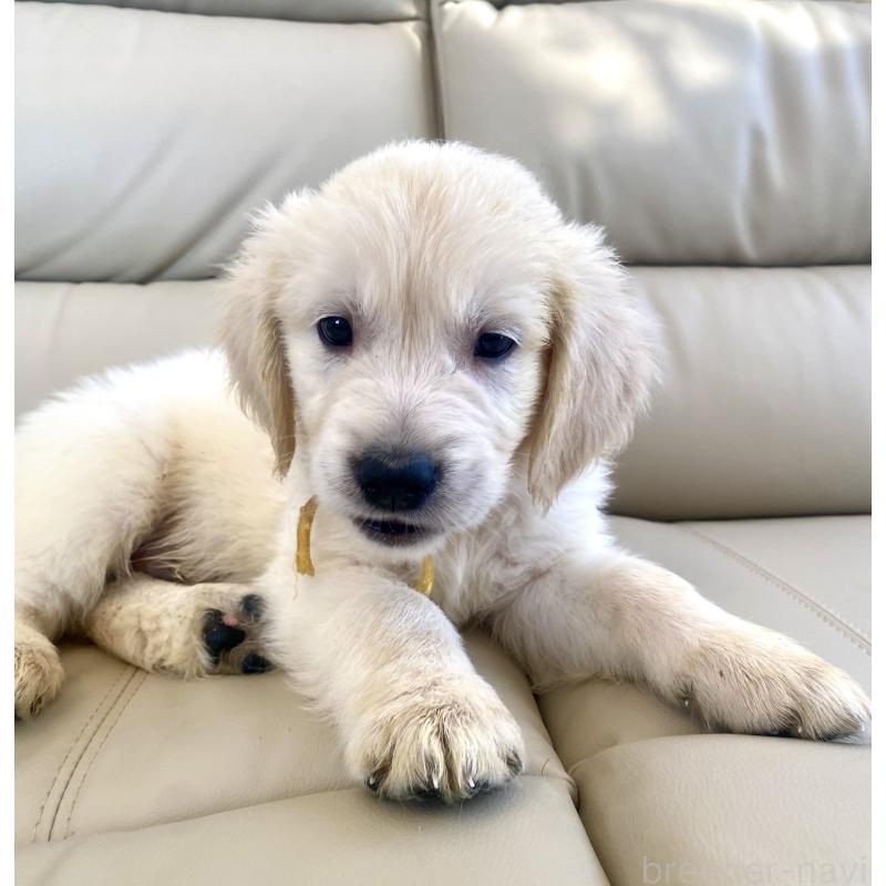 販売中の東京都のゴールデンレトリーバー-440373