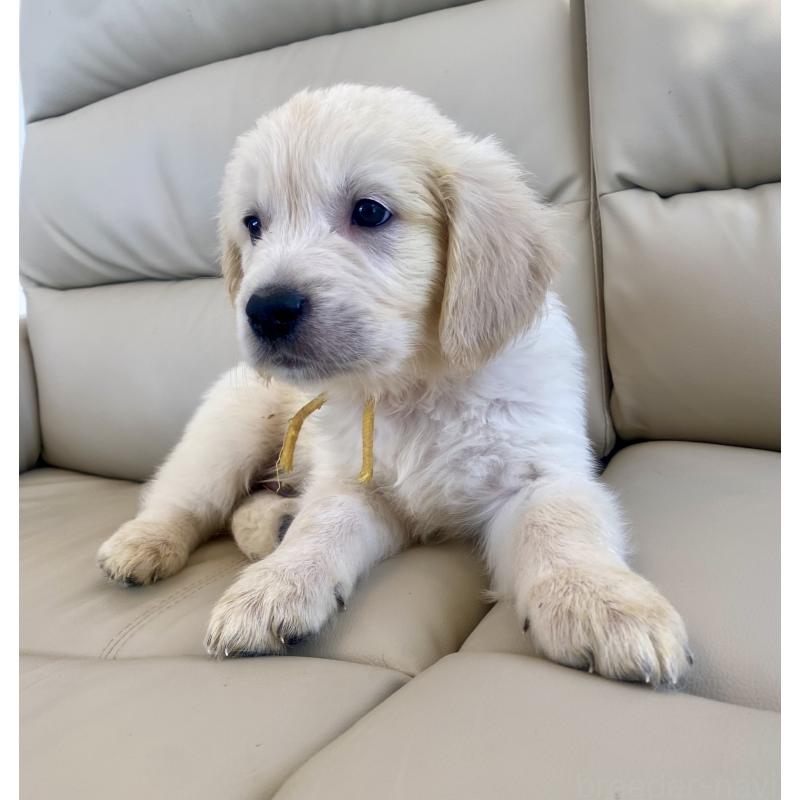 販売中の東京都のゴールデンレトリーバー-440373の26枚目