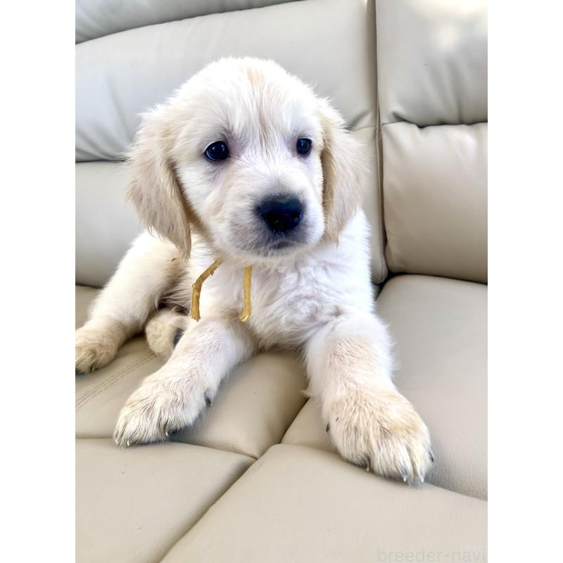 販売中の東京都のゴールデンレトリーバー-440373の25枚目