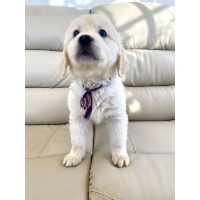 商談中の東京都のゴールデンレトリーバー-440375の23枚目