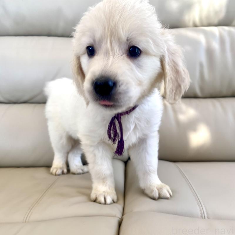 商談中の東京都のゴールデンレトリーバー-440375の22枚目