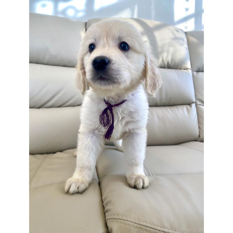 商談中の東京都のゴールデンレトリーバー-440375の21枚目