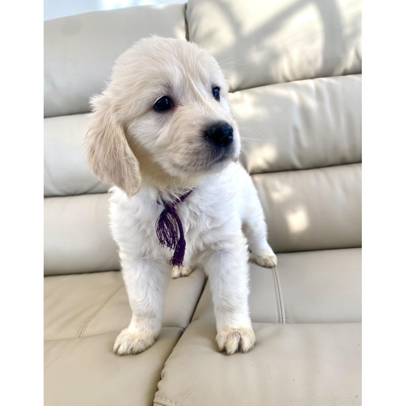 商談中の東京都のゴールデンレトリーバー-440375の20枚目