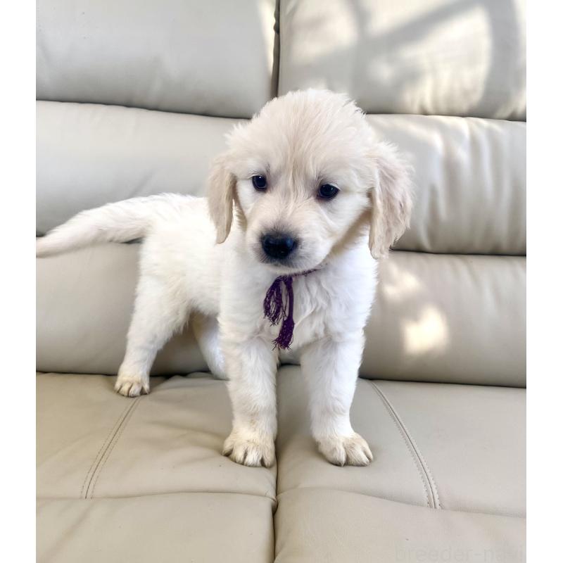 商談中の東京都のゴールデンレトリーバー-440375の19枚目