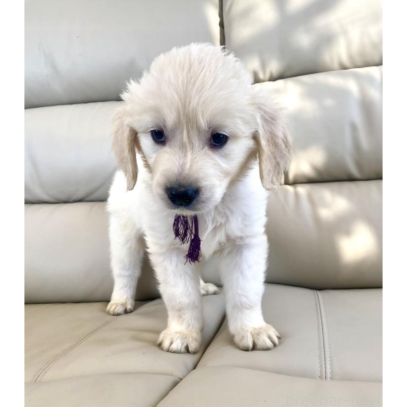 商談中の東京都のゴールデンレトリーバー-440375の18枚目