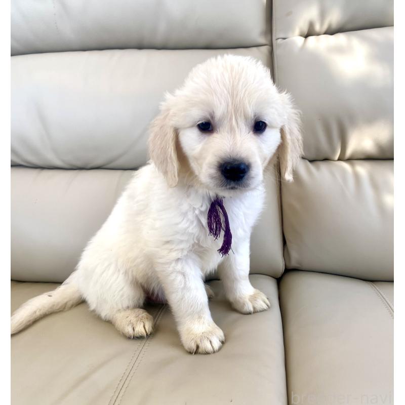 商談中の東京都のゴールデンレトリーバー-440375の17枚目