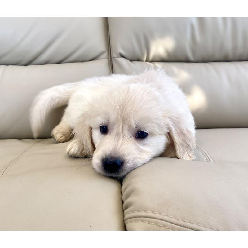 商談中の東京都のゴールデンレトリーバー-440375の16枚目