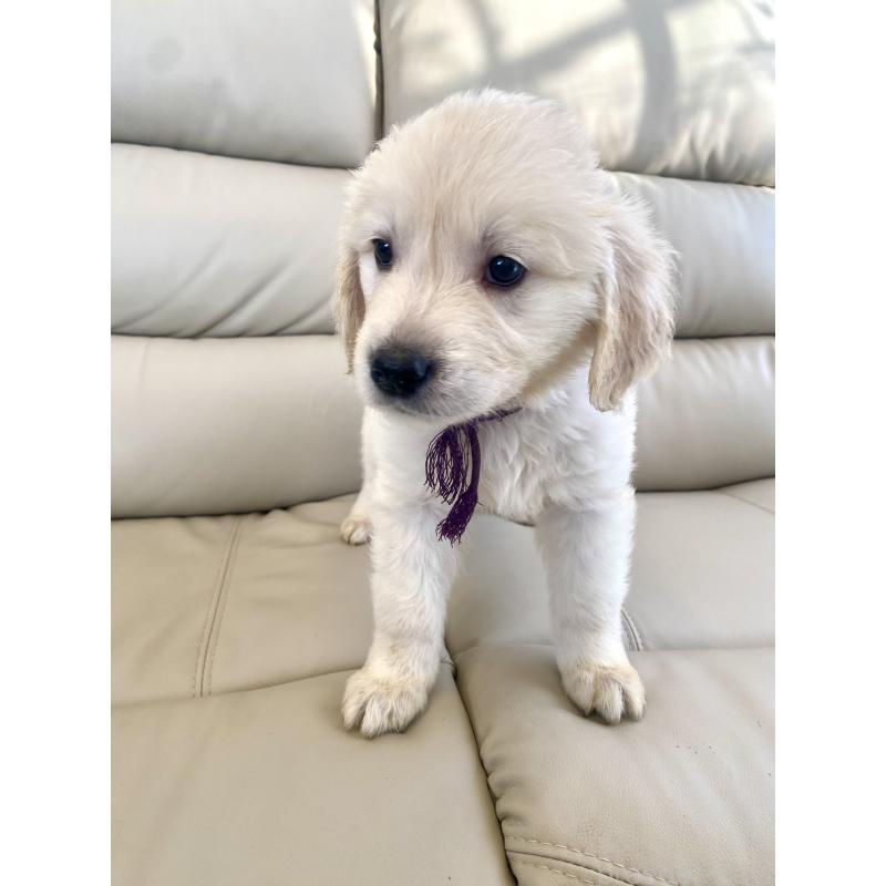 商談中の東京都のゴールデンレトリーバー-440375の15枚目