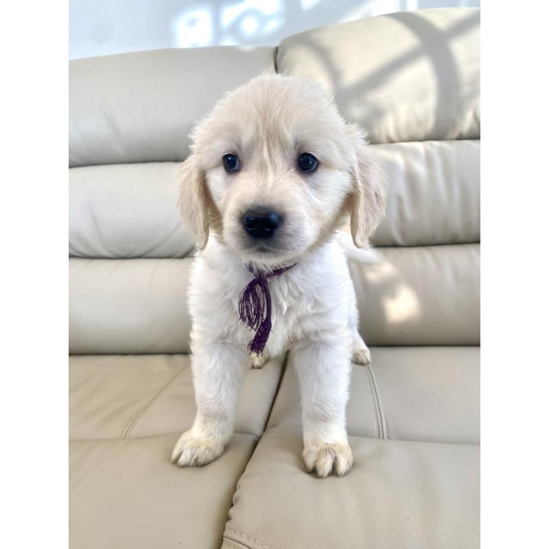 商談中の東京都のゴールデンレトリーバー-440375の14枚目