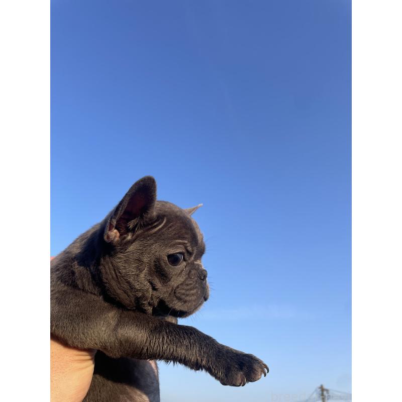 販売中の福岡県のフレンチブルドッグ-431112の3枚目