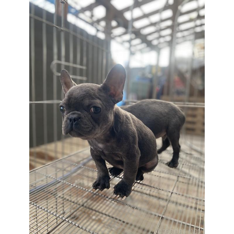販売中の福岡県のフレンチブルドッグ-431112の2枚目