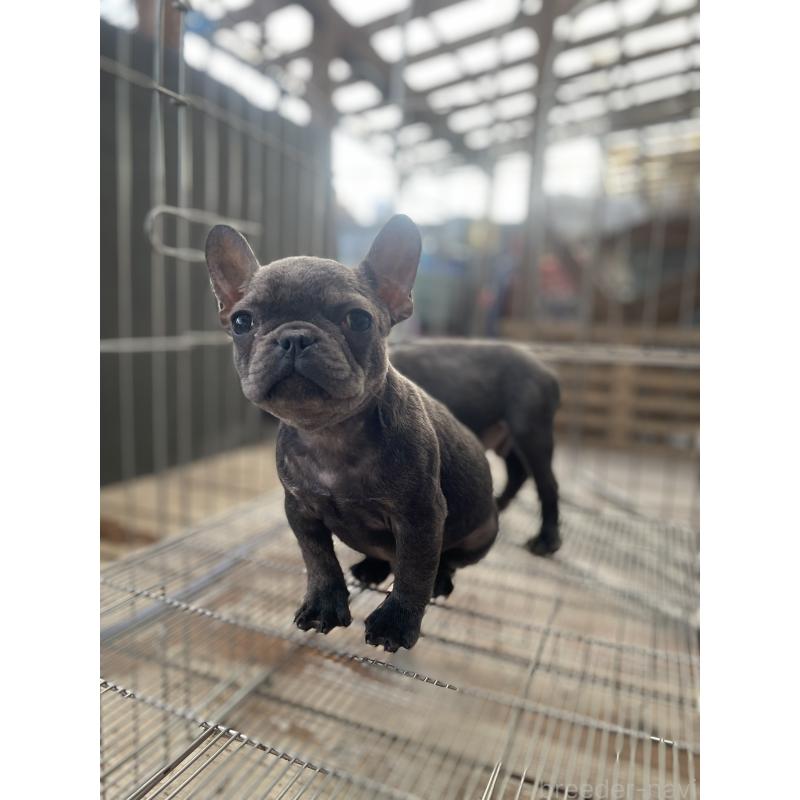 販売中の福岡県のフレンチブルドッグ-431111の4枚目