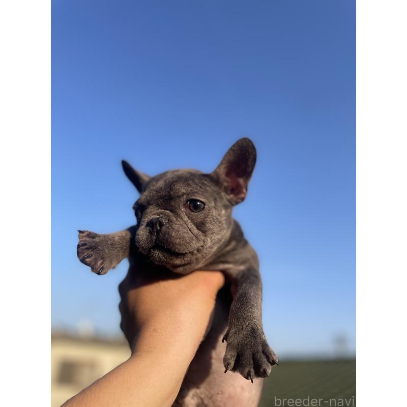 販売中の福岡県のフレンチブルドッグ-431111の3枚目