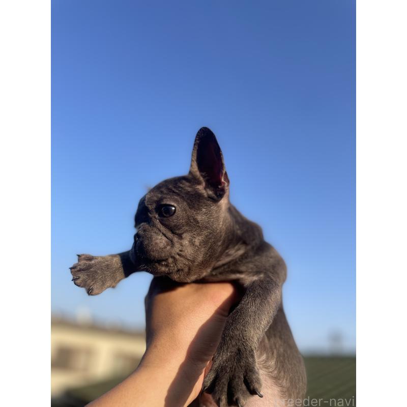 販売中の福岡県のフレンチブルドッグ-431111の2枚目