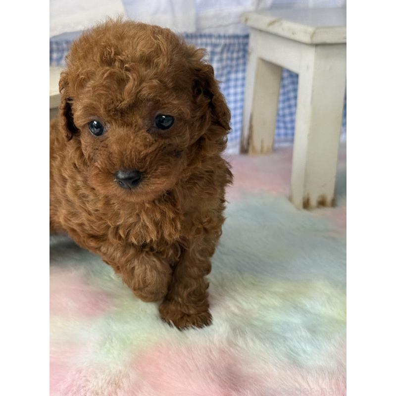 販売中の宮崎県のタイニープードル-446222の7枚目