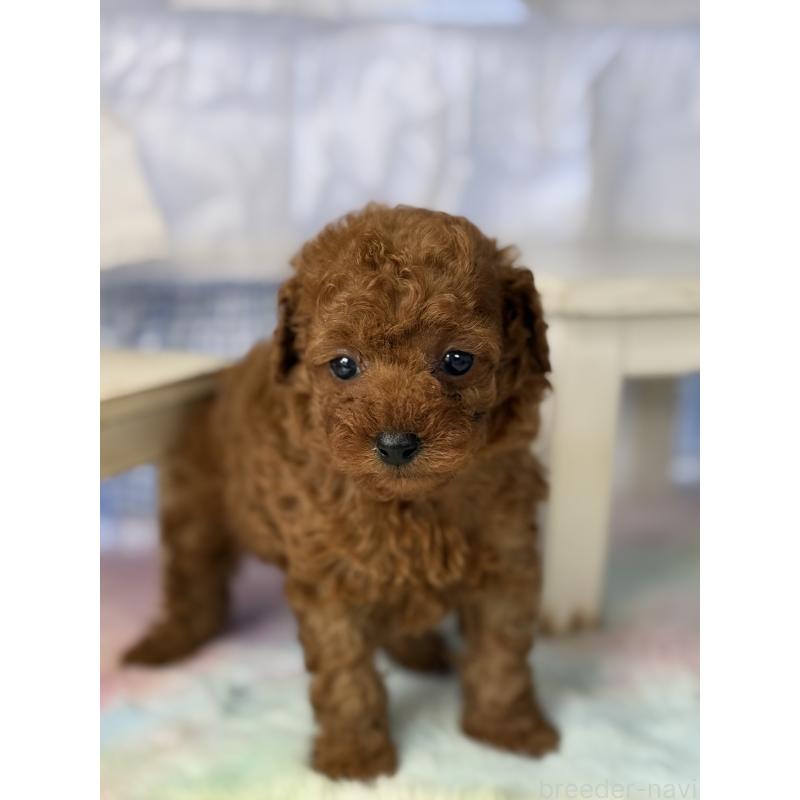 販売中の宮崎県のタイニープードル-446222の6枚目