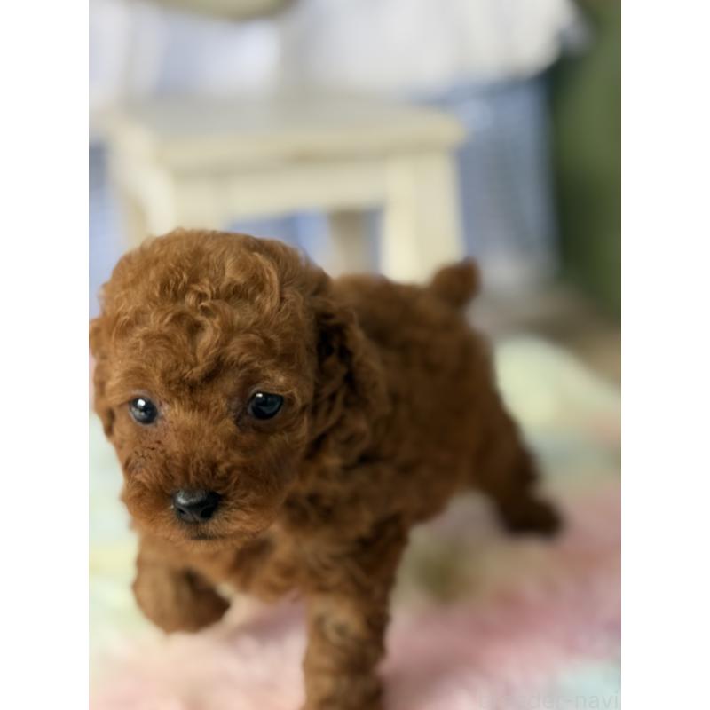 販売中の宮崎県のタイニープードル-446222の5枚目