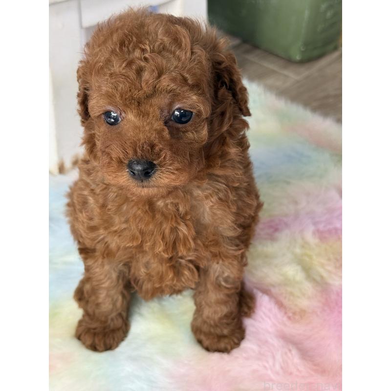 販売中の宮崎県のタイニープードル-446222の4枚目