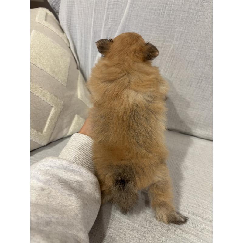 販売中の福岡県のポメラニアン-446248の3枚目