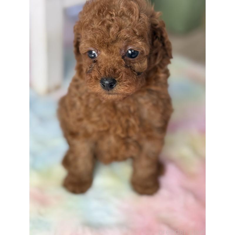 販売中の宮崎県のタイニープードル-446222の3枚目