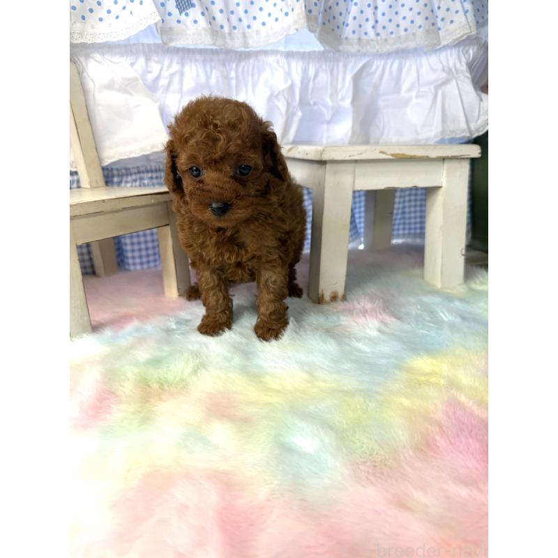 販売中の宮崎県のタイニープードル-446222の2枚目