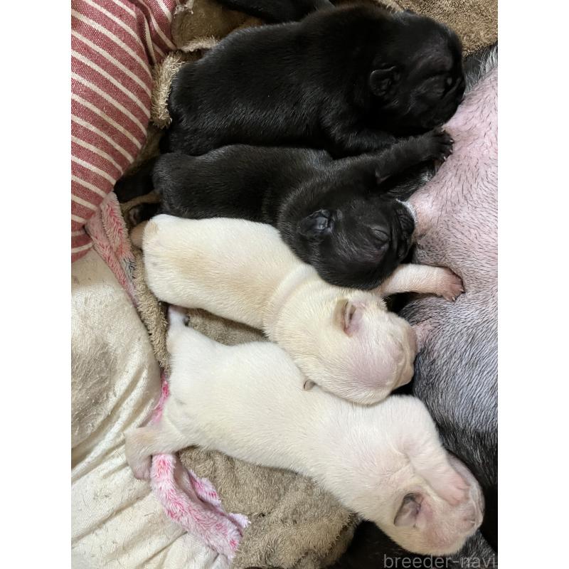 販売中の滋賀県のフレンチブルドッグ-446224の7枚目