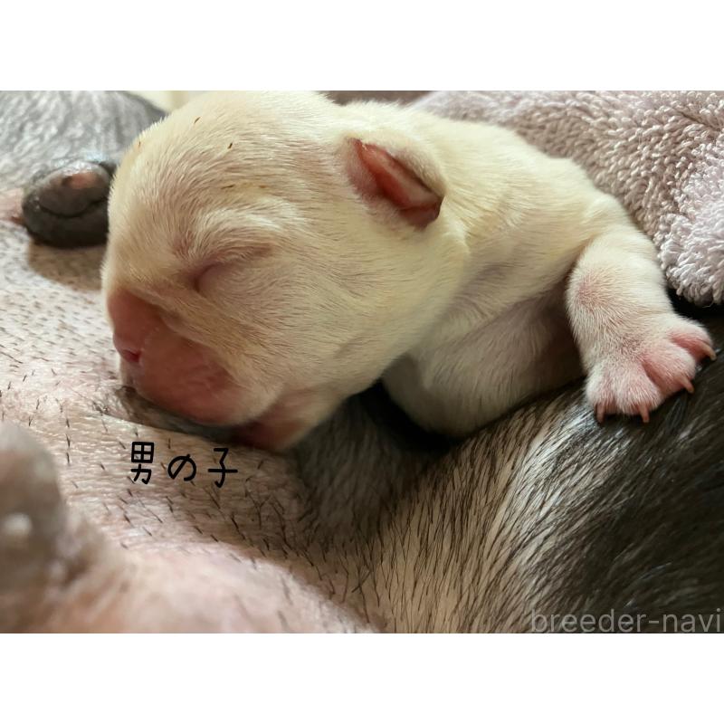 販売中の滋賀県のフレンチブルドッグ-446224の6枚目