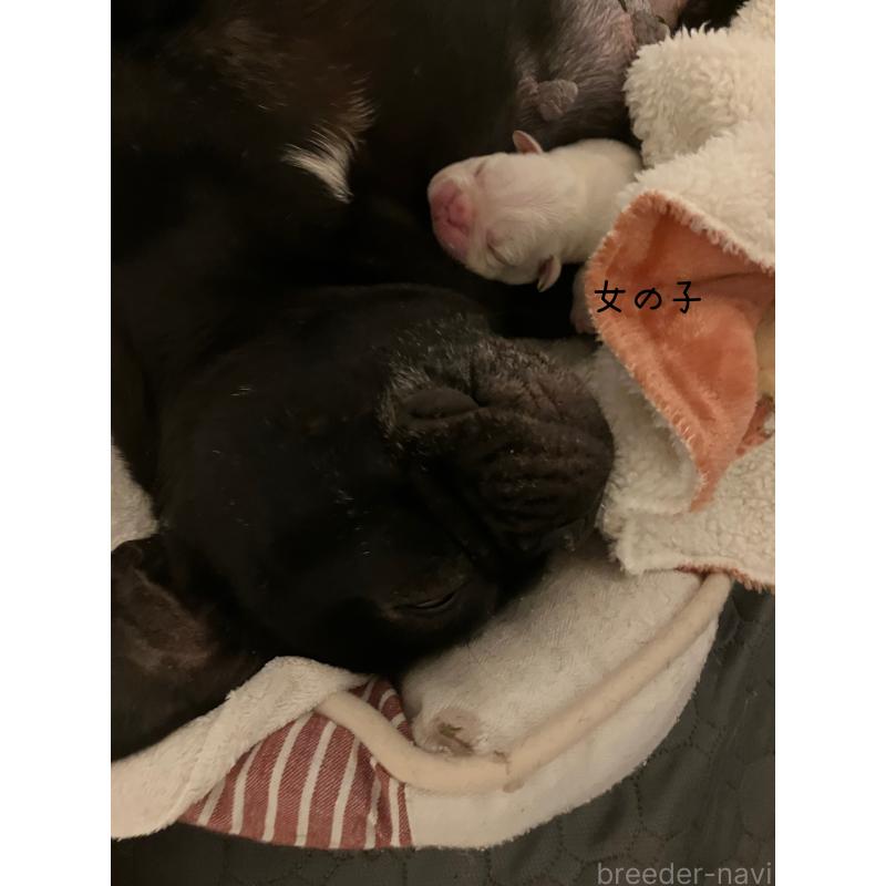 販売中の滋賀県のフレンチブルドッグ-446224の4枚目