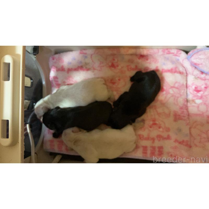 販売中の滋賀県のフレンチブルドッグ-446224の3枚目