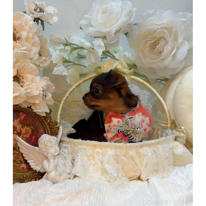 販売中の大阪府のチワプー:チワワ×トイプードル-439400の8枚目