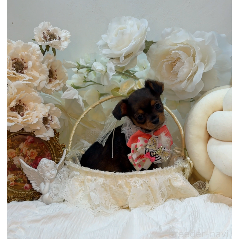 販売中の大阪府のチワプー:チワワ×トイプードル-439400の7枚目