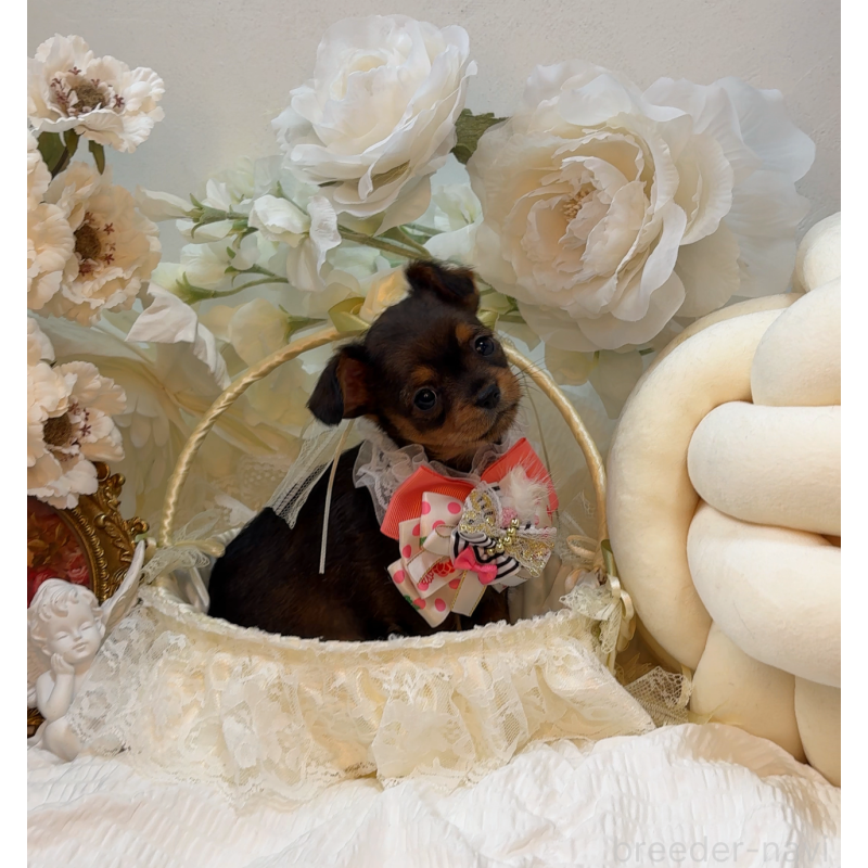 販売中の大阪府のチワプー:チワワ×トイプードル-439400の6枚目