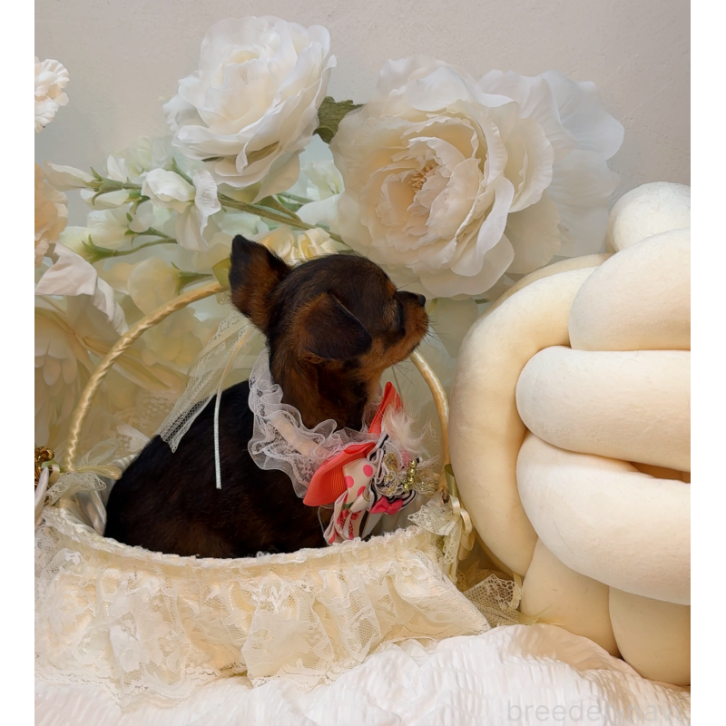 販売中の大阪府のチワプー:チワワ×トイプードル-439400の5枚目