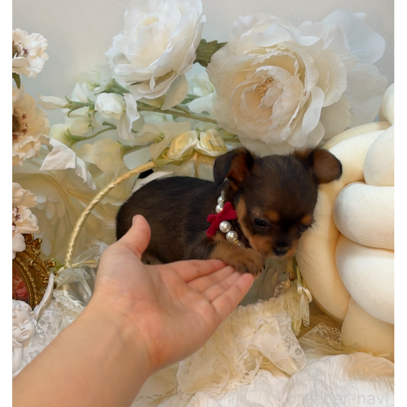 販売中の大阪府のチワプー:チワワ×トイプードル-439400の3枚目