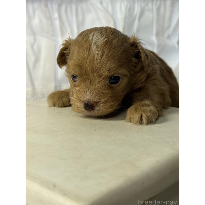 販売中の宮崎県のチワプー:チワワ×トイプードル-446225の7枚目