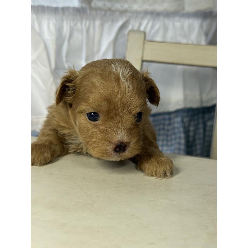 販売中の宮崎県のチワプー:チワワ×トイプードル-446225の6枚目