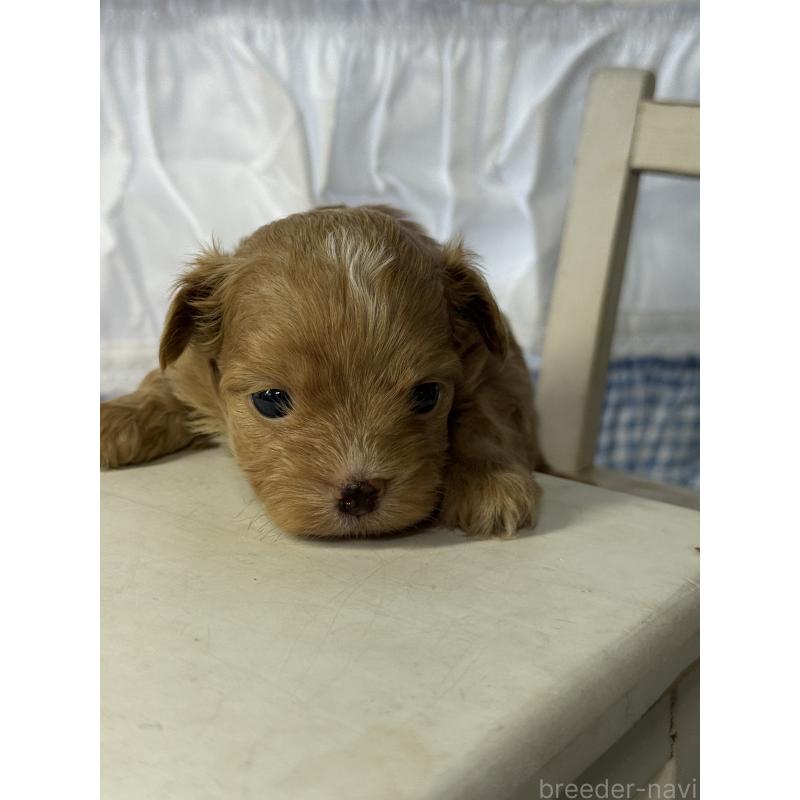 販売中の宮崎県のチワプー:チワワ×トイプードル-446225の5枚目