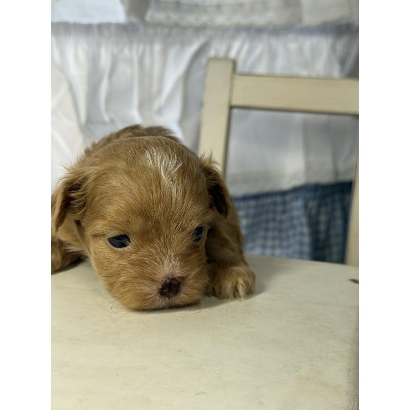 販売中の宮崎県のチワプー:チワワ×トイプードル-446225の4枚目