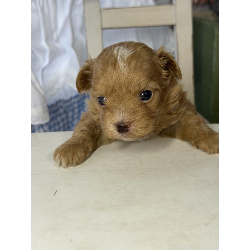 販売中の宮崎県のチワプー:チワワ×トイプードル-446225の3枚目