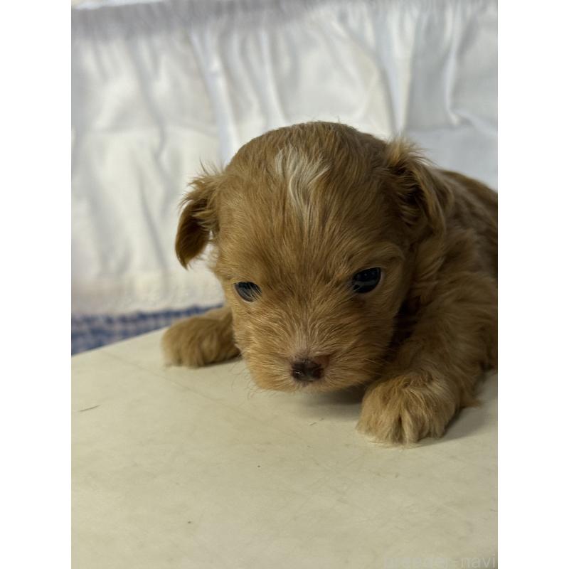 販売中の宮崎県のチワプー:チワワ×トイプードル-446225の2枚目